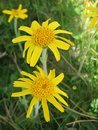 arnica montana